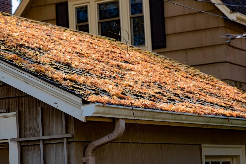 A roof in Hutnsville that needs to be cleaned and properly maintained. Moss and autumn leaves are covering the shingle roof